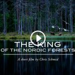 The King of the Nordic Forests