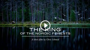 The King of the Nordic Forests
