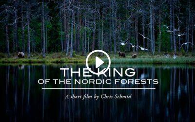 The King of the Nordic Forests